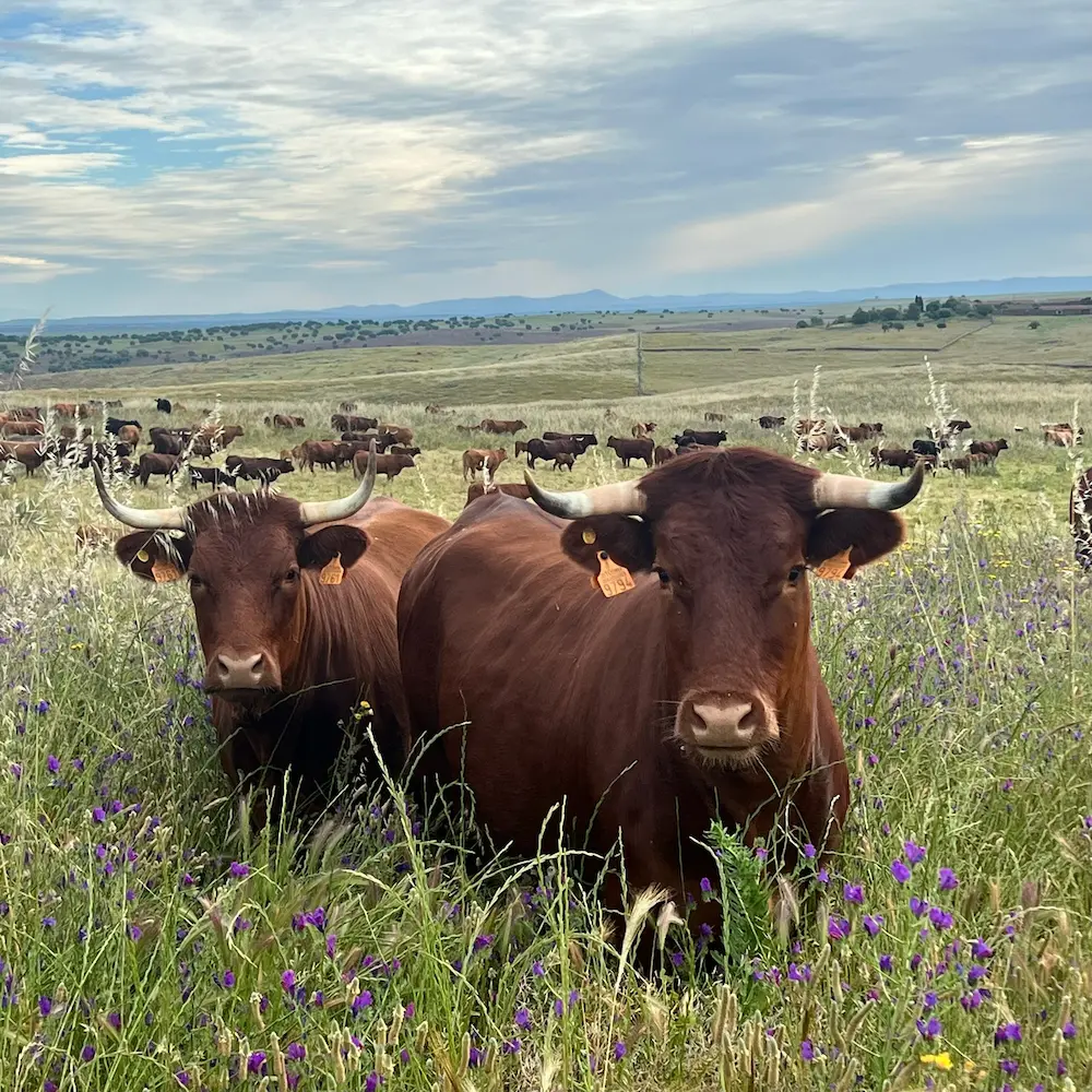 Carne de Terruño | Ganadería Pablos